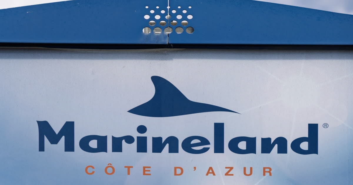 Alpes-Maritimes. Marineland: A video sparks concern and reignites controversy over the fate of orcas
