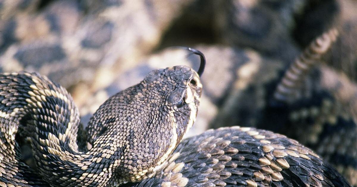 ESTADOS UNIDOS. Niña de un año entre la vida y la muerte tras ataque de serpiente de cascabel