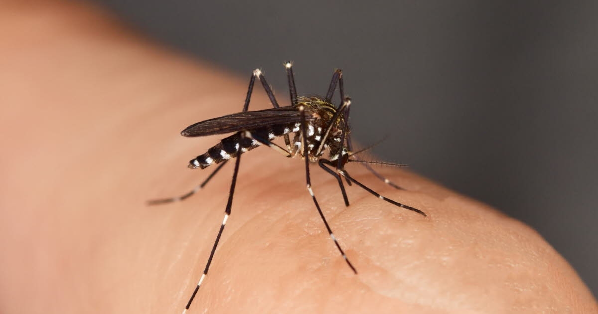 Health. Chikungunya: First indigenous case detected in metropolitan France