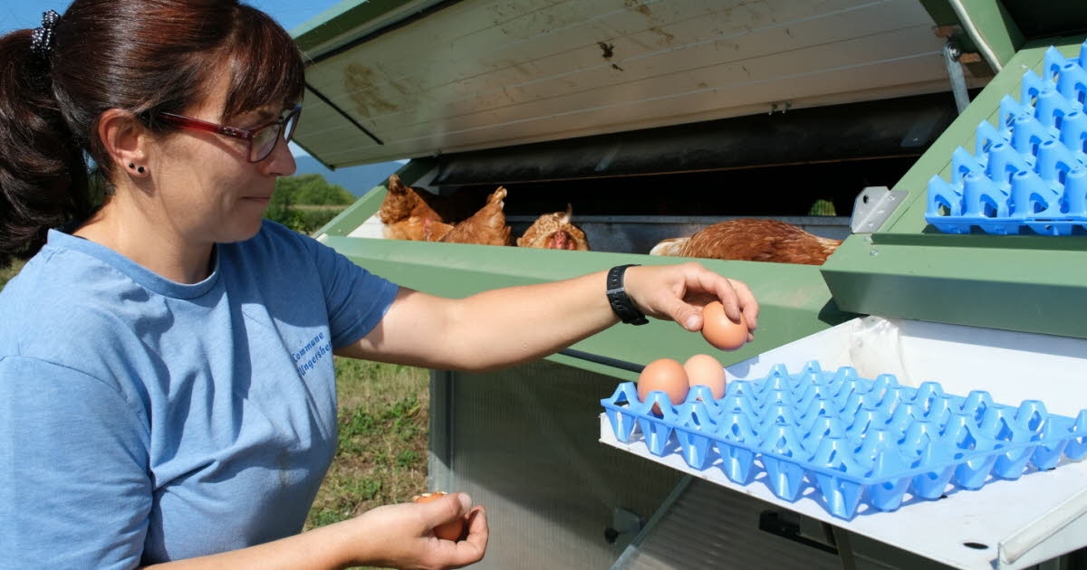 Ungersheim. Un gallinero móvil 100 % ecológico en los Jardines del Trèfle Rouge