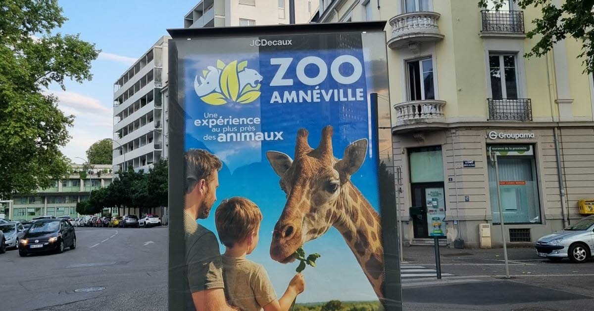Mulhouse und Umgebung. „Freilauf“: Giraffen, wahre Sommerstars