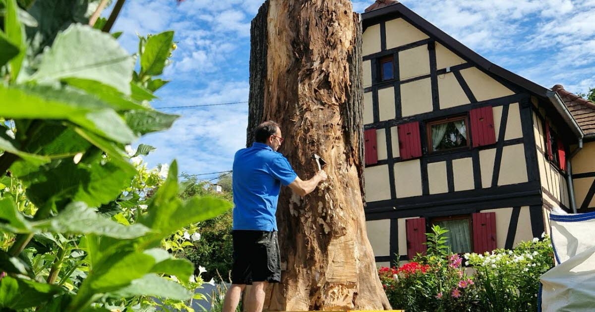 Ostwald. 1848 yılından kalma eski Liberty ıhlamur ağacının gövdesi yakında bir sanat eserine dönüşecek.