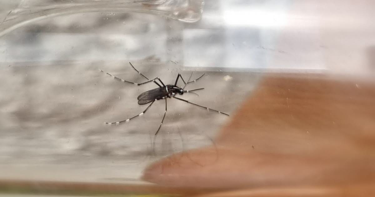 Bas-Rhin. Mückenbekämpfungsaktion in Straßburg und Truchtersheim nach der Entdeckung eines Zika-Falls