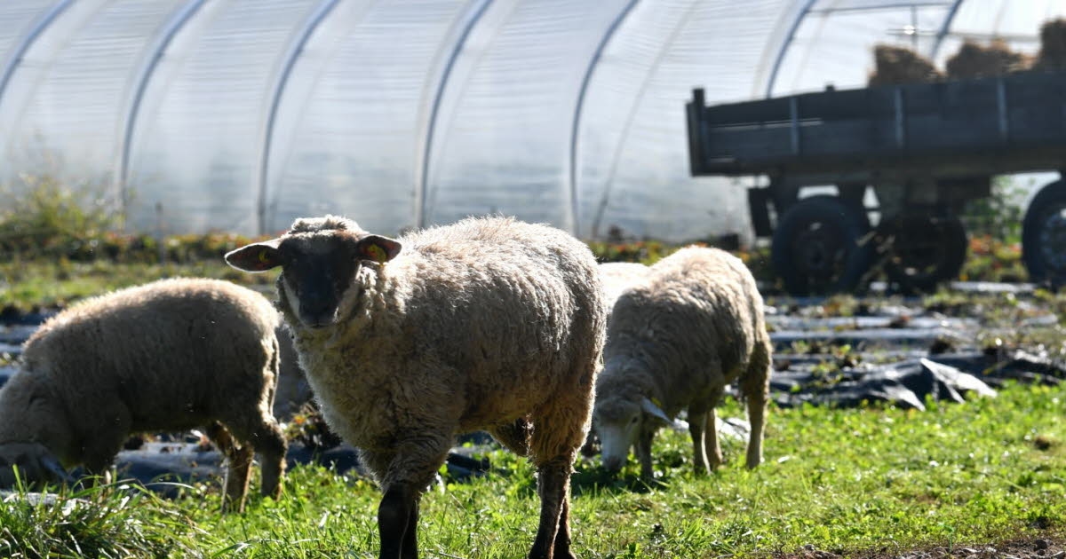 Eurometropool. Deze zondag, 15 juni, trekt de Tour des Fermes westwaarts.