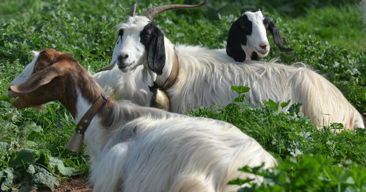 Salud. Encefalitis transmitida por garrapatas: se confirma la preocupante contaminación del queso de leche cruda.