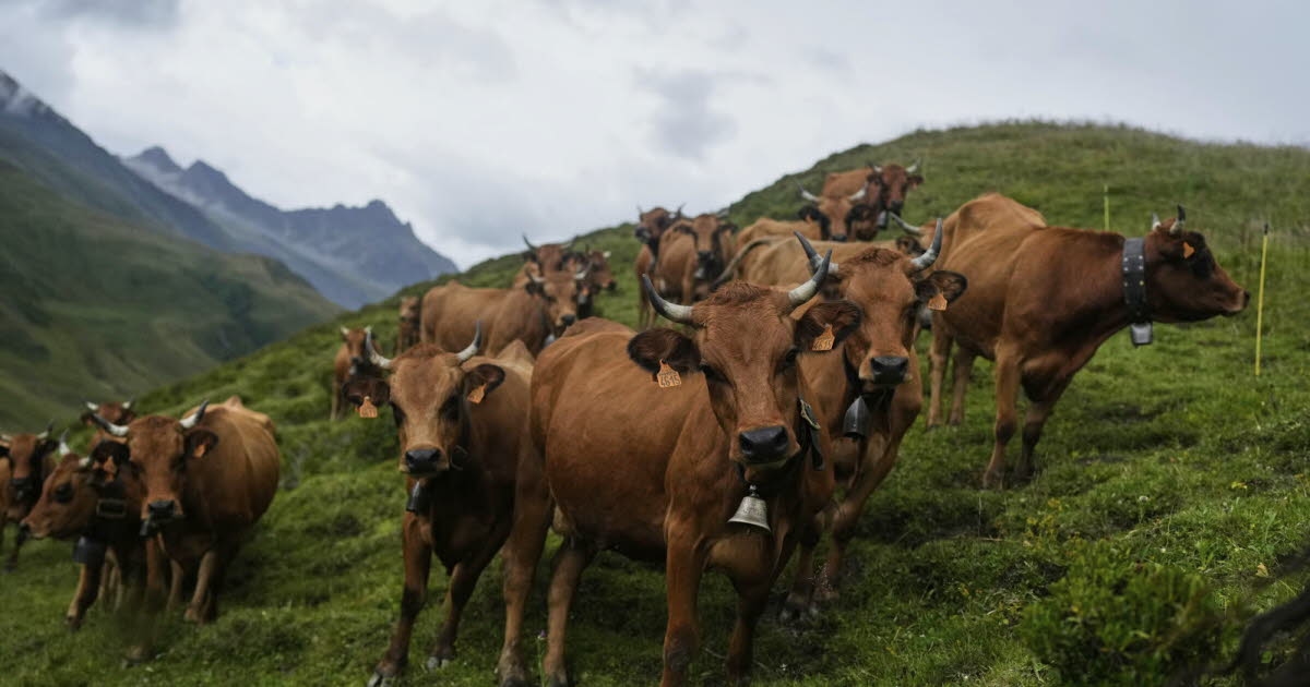 Landwirtschaft. Lumpy-Skin-Krankheit: 100.000 Rinder geimpft und tausend geschlachtet in einem Monat
