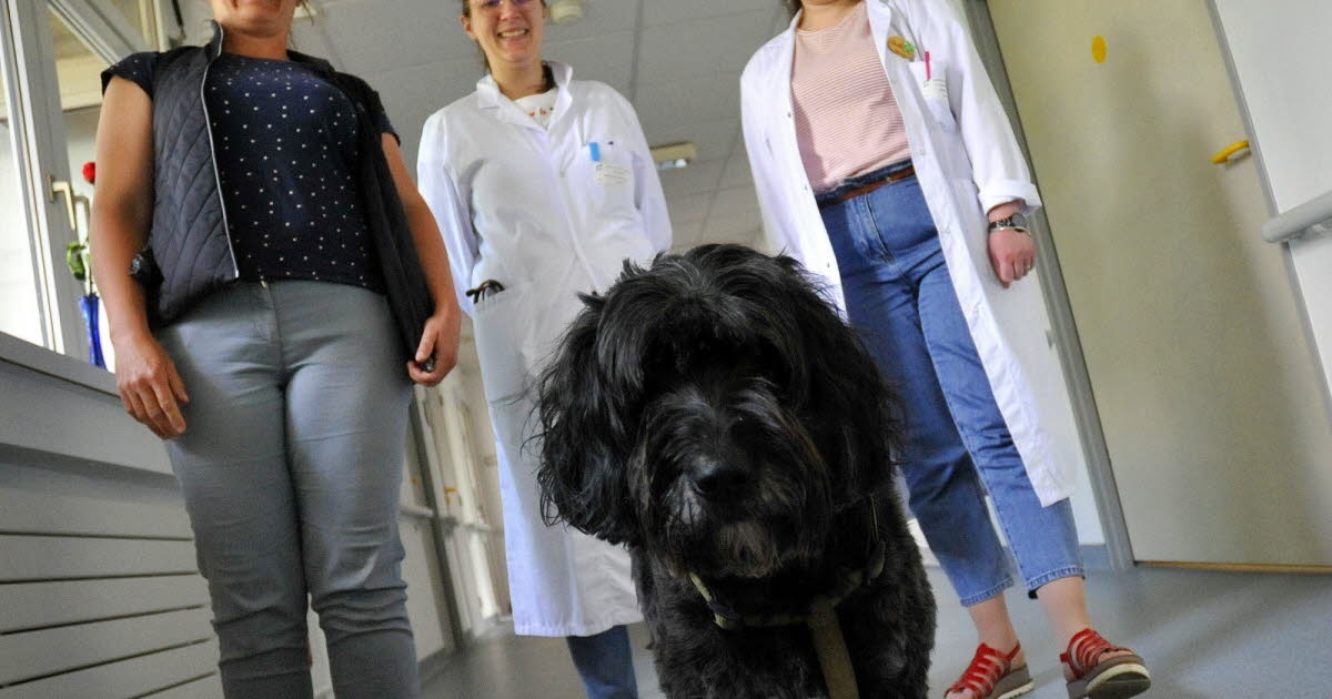 Colmar. Civil Hospitals: Olive the dog brings comfort to palliative care patients