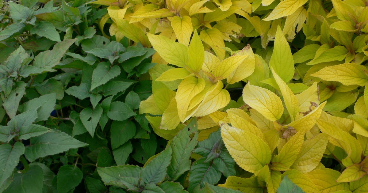 Le bon plant du jardinier. Les monardes sont-elles comestibles ?