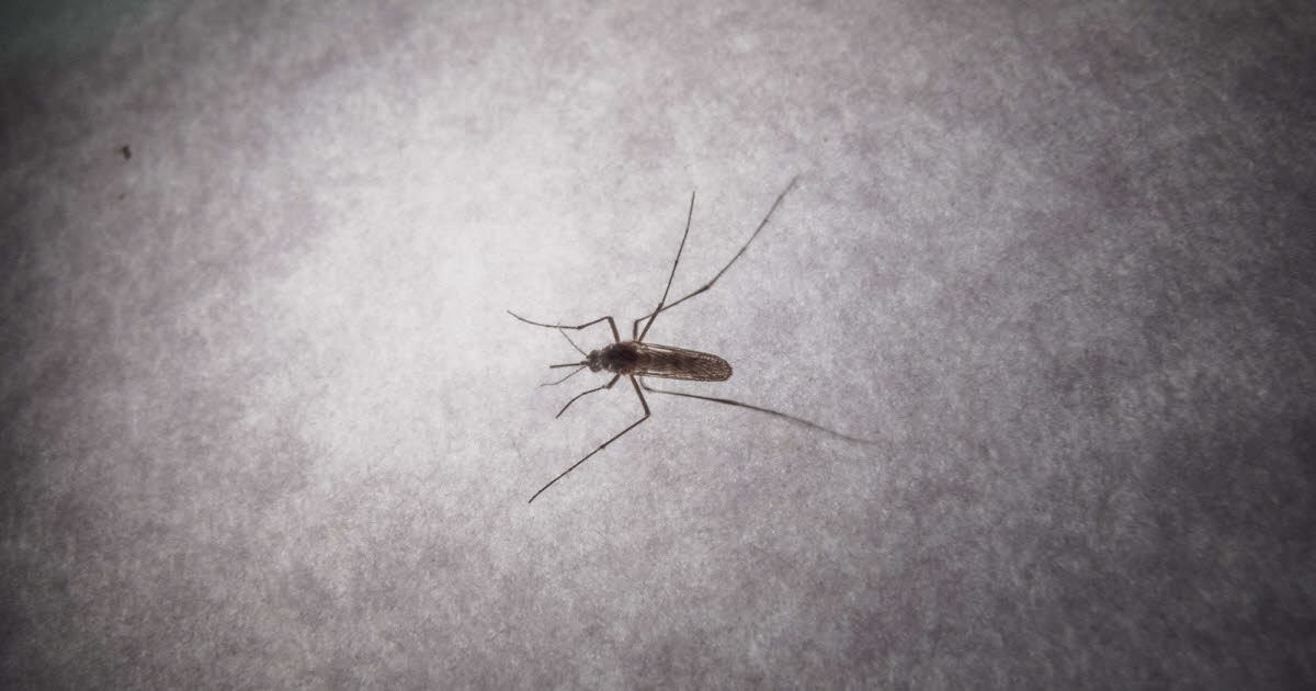 Gezondheid. Chikungunya: 12 transmissiehaarden geïdentificeerd op het Franse vasteland, in totaal 31 gevallen.