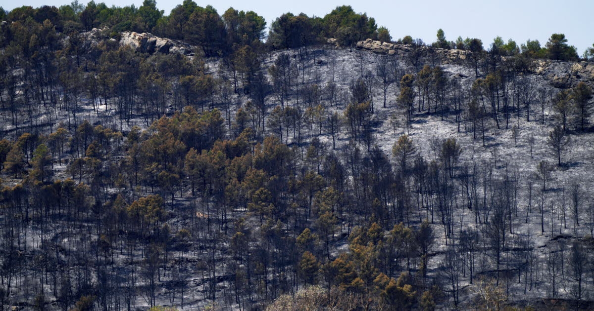 Aude. Après l'incendie dévastateur, le directeur de l'ONF local anticipe un chantier de plusieurs années