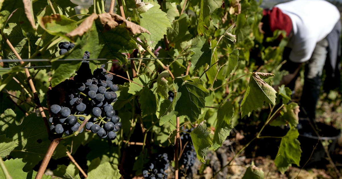 Autunno. Vendemmia: posizioni stagionali, trasporto incluso con Cilef