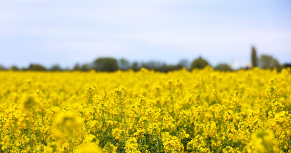 Agriculture. Plant production, livestock farming... How has the agricultural landscape evolved since 1980?