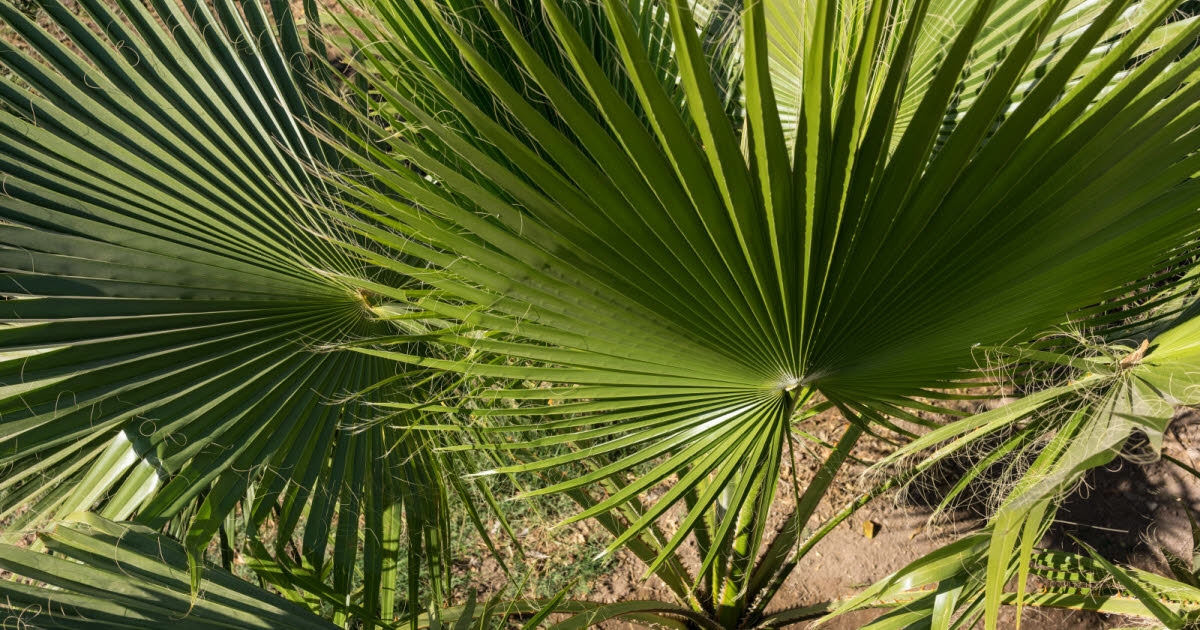 Consejos de jardinería. ¿Qué tal si pasaras el verano bajo las palmeras en casa?