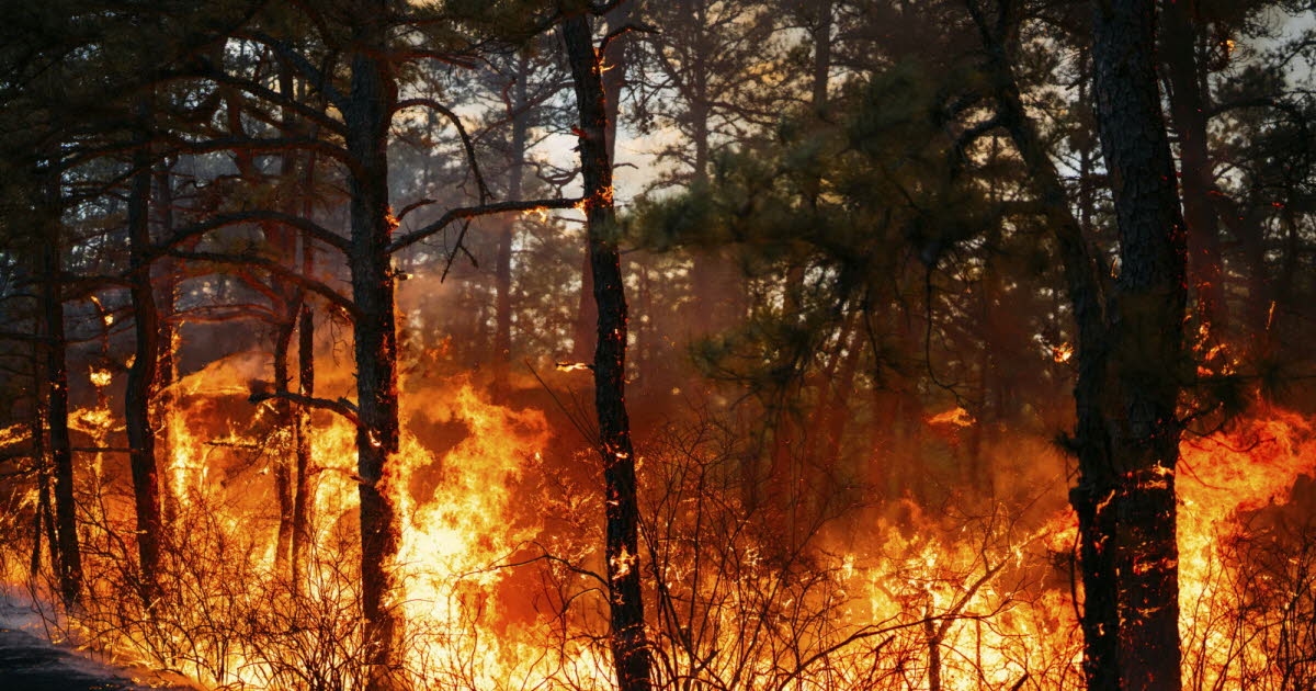 Canada: 17,000 people evacuated to escape forest fires in the central part of the country