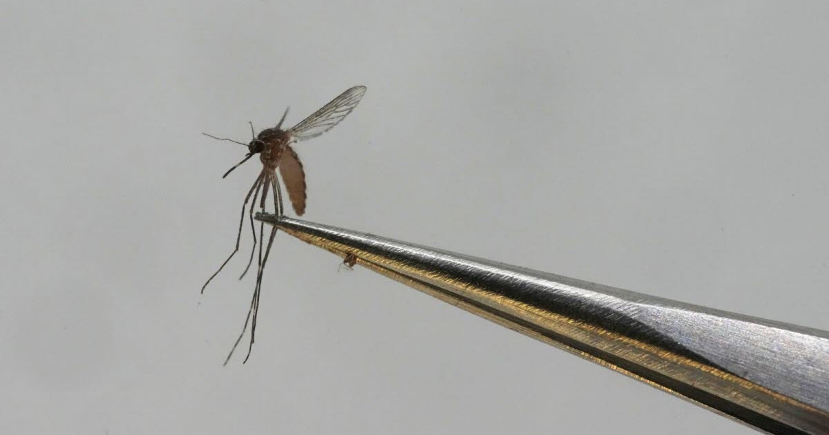 Küresel ısınma. Dang ve chikungunya, yakında Avrupa'da yaygın hastalıklar mı olacak?