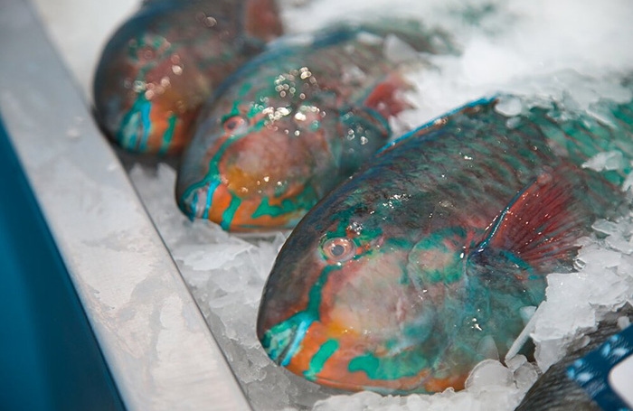 RIA Novosti: Rusia aumentó las importaciones de pescado de Turquía en abril