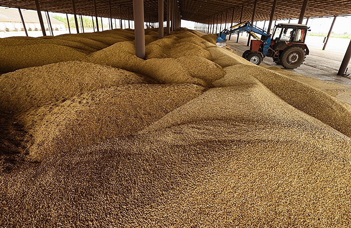 Los precios de compra del grano ruso siguen cayendo