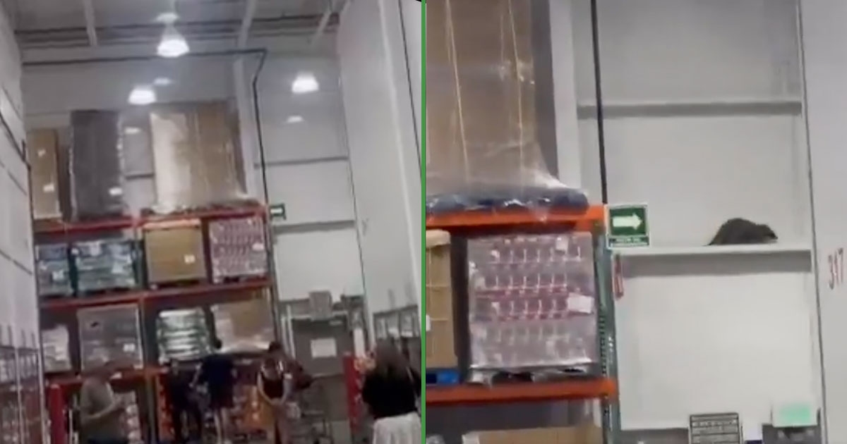 Captan rata gigante en una sucursal de Costco, y ahora sí… ¿quién quiere pasteles?