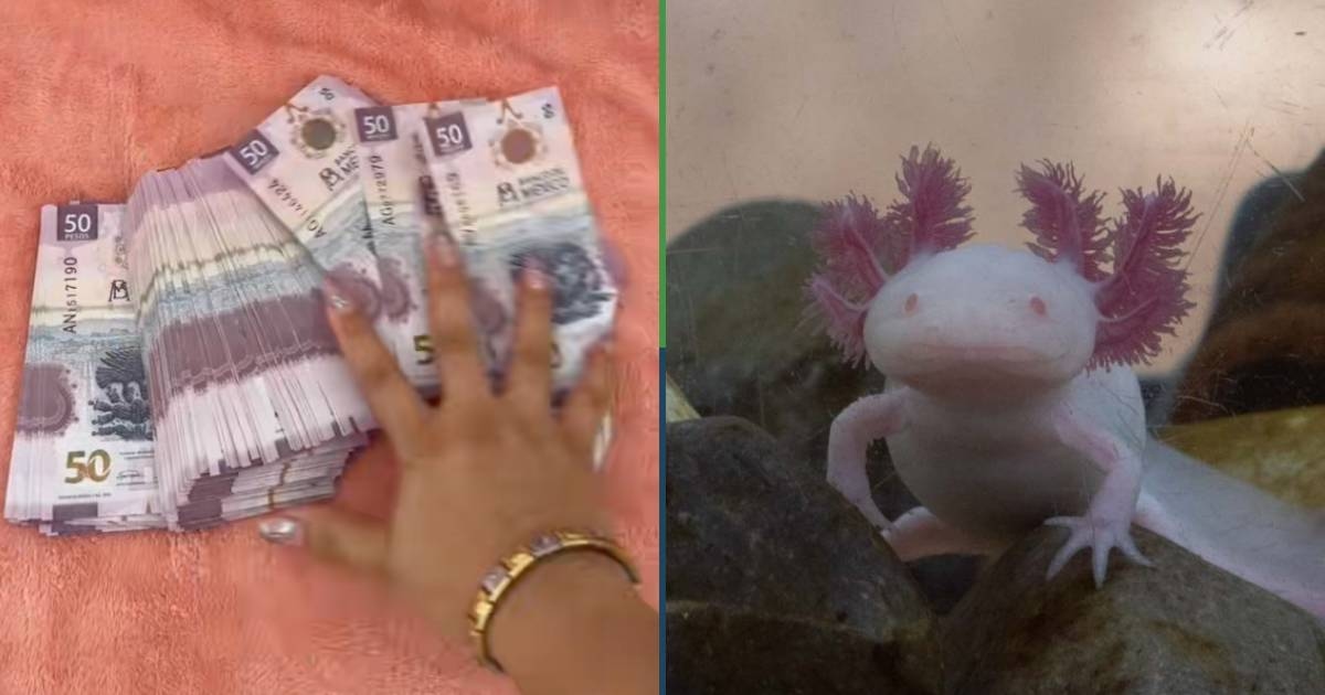 Con razón no hay: Mexicanos tienen “guardados” 12.5 millones en billetes del ajolotito