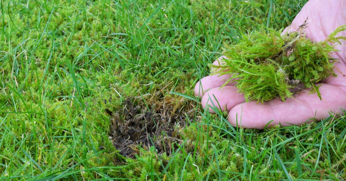 Jardineiros são incentivados a regar o gramado com um ingrediente comum: 'elimina o musgo'