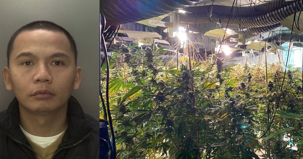 Assista ao momento em que o chefão do tráfico de Bentley é preso por administrar uma rede de fazendas de cannabis