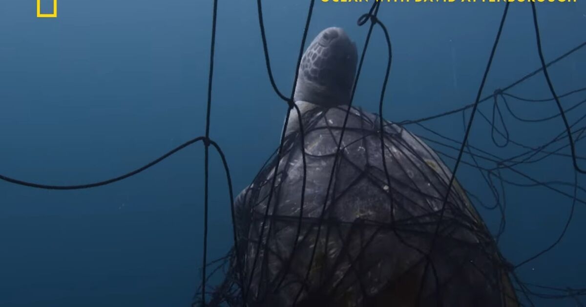 Lo único que la leyenda de la BBC, David Attenborough, dice que puede salvar el planeta y que debe suceder ahora