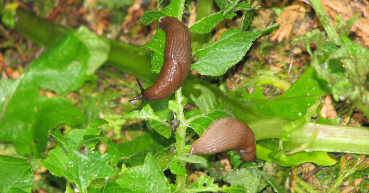 Le verdure del tuo orto rimarranno libere dalle lumache se aggiungi uno scarto di cucina al terreno