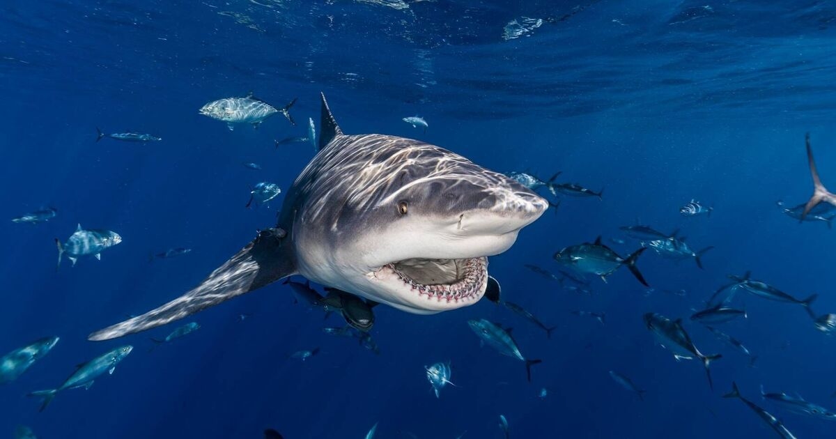 Brit beachgoers could be told to 'watch out for sharks' as temperatures soar
