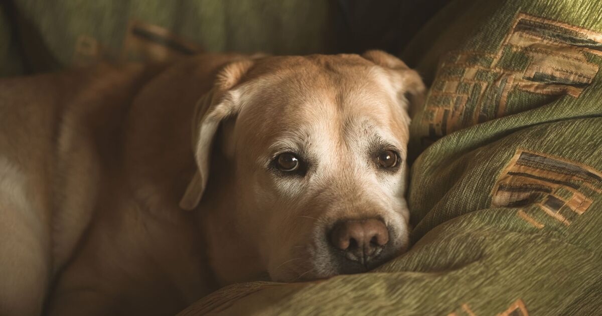 "Sono un veterinario e ci sono cinque cose comuni che non farei mai con il mio cane per tenerlo al sicuro"