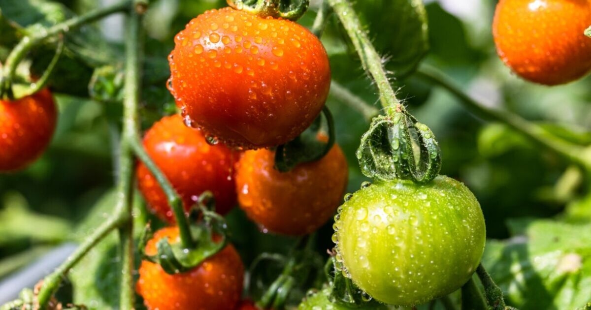Urgent tomato warning after 29 Brits struck with salmonella