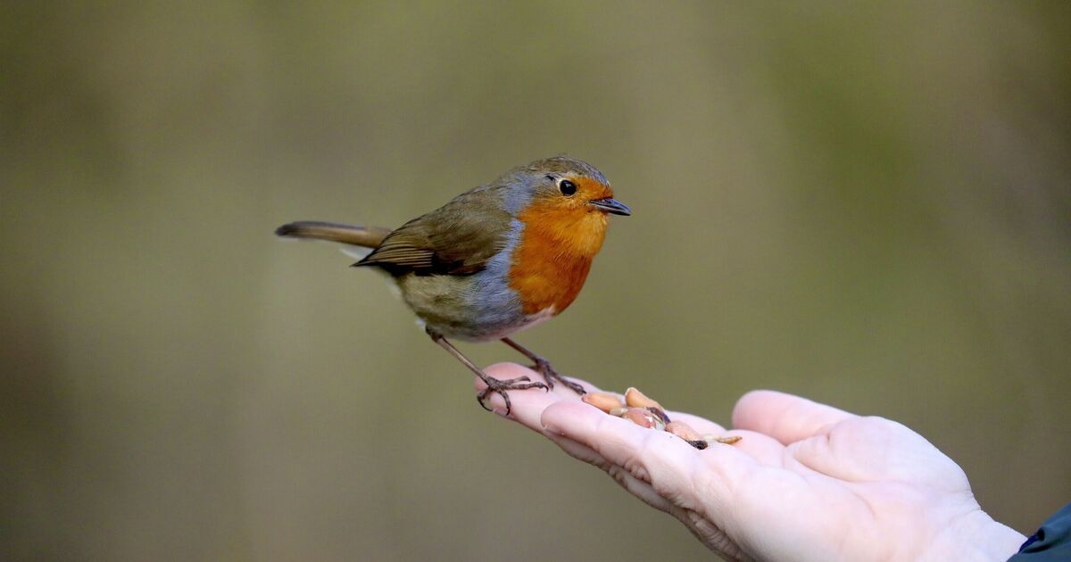 Anyone feeding birds in garden this summer told one thing 'should be avoided'