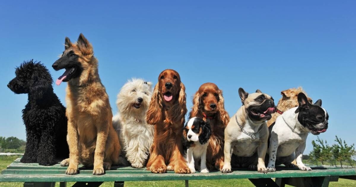 Razze canine popolari con la durata di vita più breve: un cane non arriverà a 10 anni