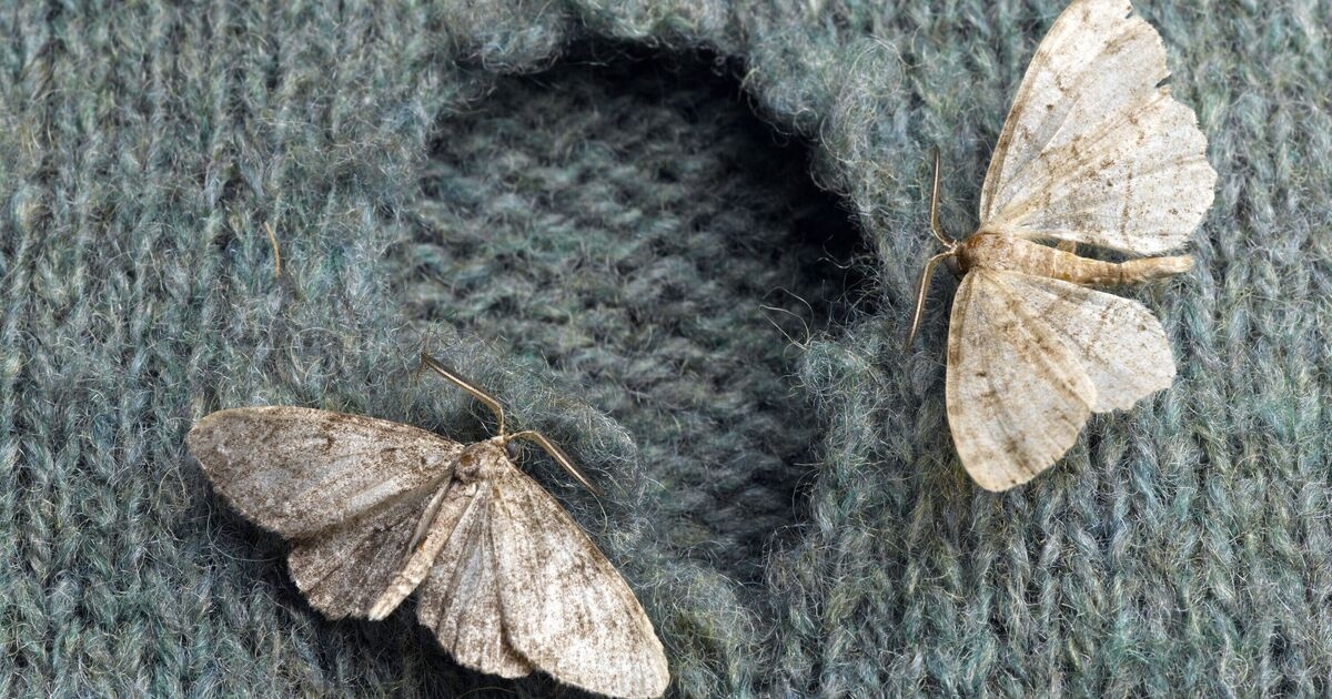 Fury as Labour spends obscene amount of money on 'counting moths'