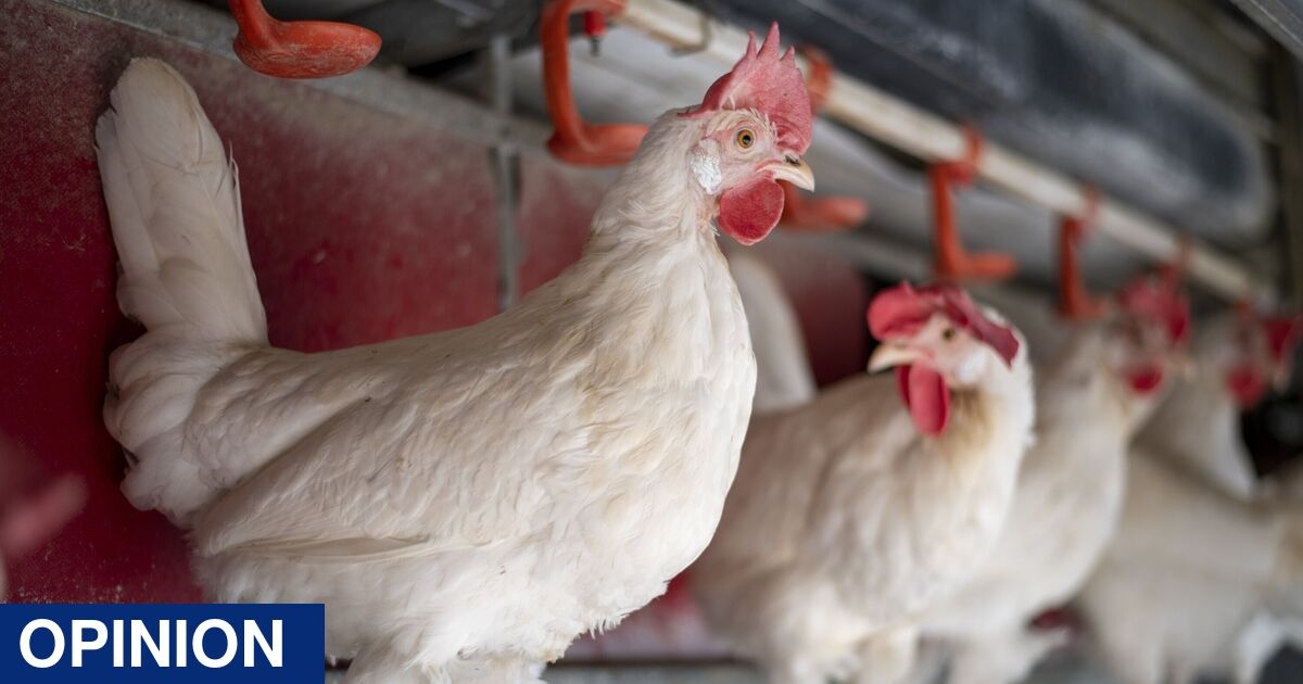 Labour's record on animal welfare is not just disappointing – it’s alarming