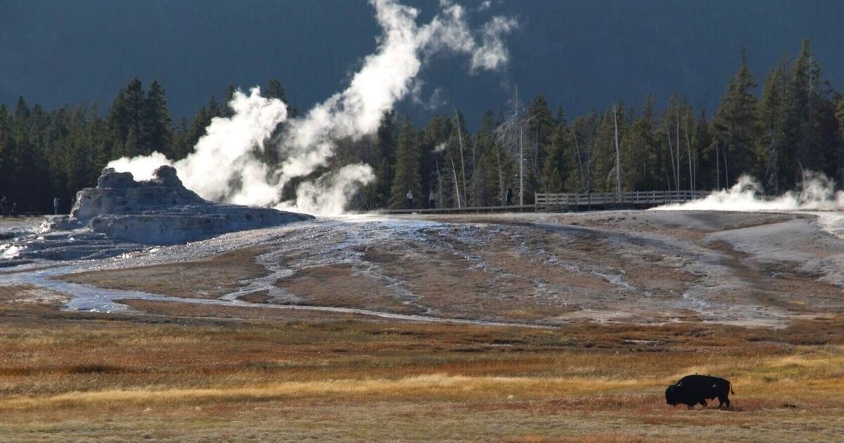 Supervolcano eruption panic spreads as animals spotted fleeing Yellowstone in great herds