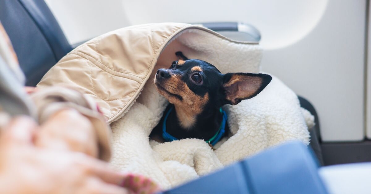 Portare gli animali domestici in Europa potrebbe presto essere più facile con una possibile inversione delle regole sulla Brexit
