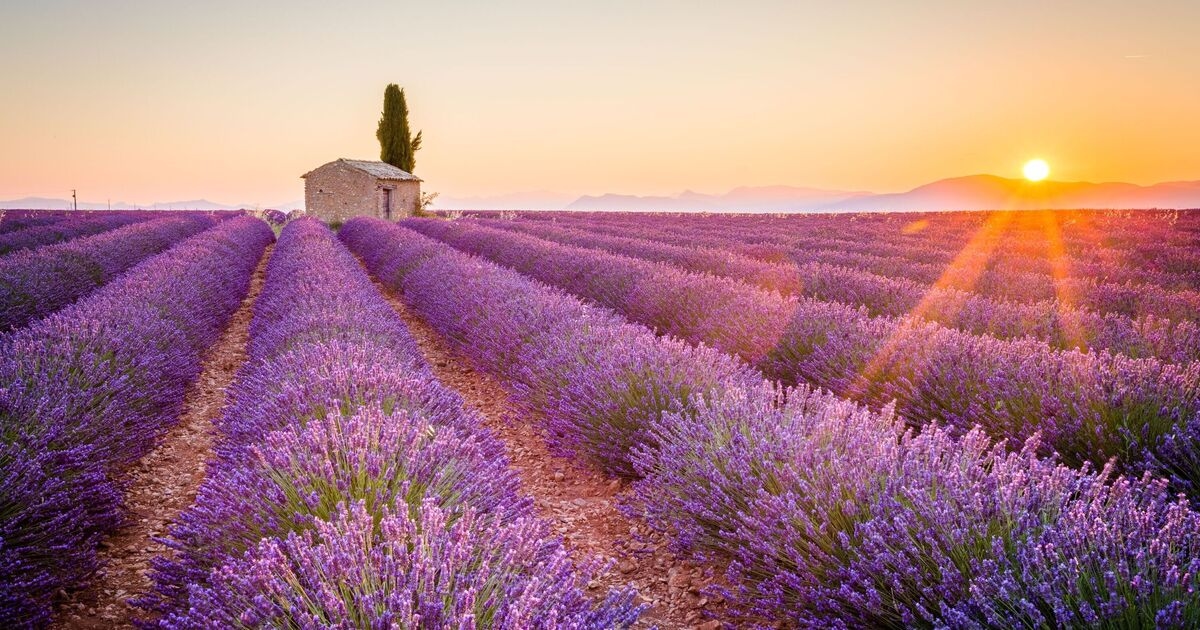 I visited France's famous purple lavender fields - idiotic tourists completely ruined it