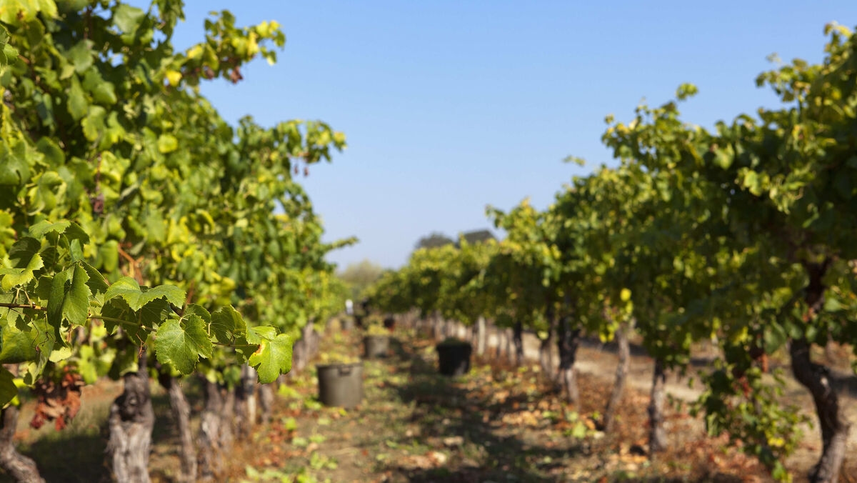 <![CDATA[ Um vinho para o fim de semana: Marialva, rosé de verão ]]>