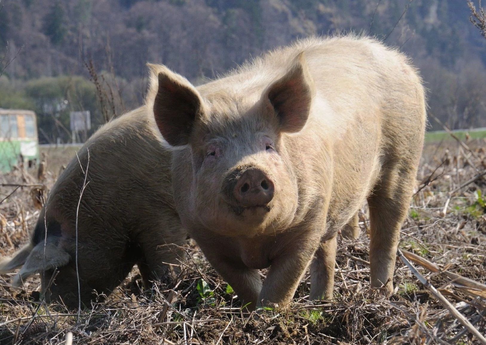 Conselho venderá 29 ovelhas, cabras e um porco