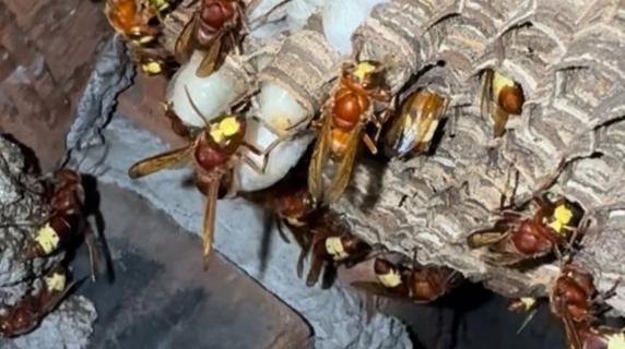 L'allarme dell'etologo: «Ecco come la pericolosa vespa orientalis si prepara a invadere Roma» Video