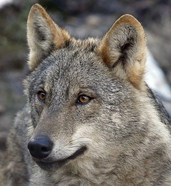 L'invasione dei lupi che non è mai avvenuta. Di Luis Suárez (WWF)