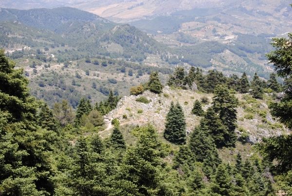 Desarrollan un sistema automatizado de alerta temprana de mortalidad de pinares y encinas
