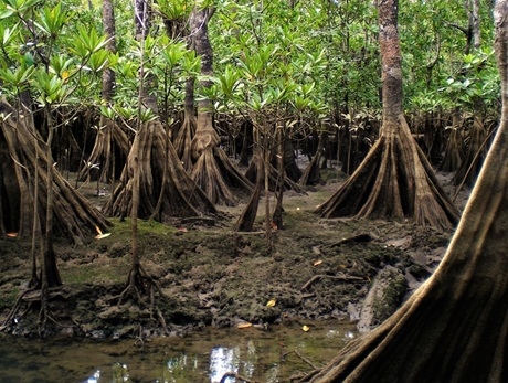 Dancing with the "mangrove" to recover it: Paolo Realpe Mina (Muisne from within)