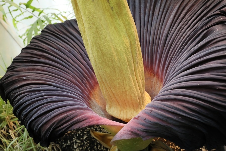 Le secret évolutif des fleurs à l'odeur de pourriture qui séduisent les pollinisateurs