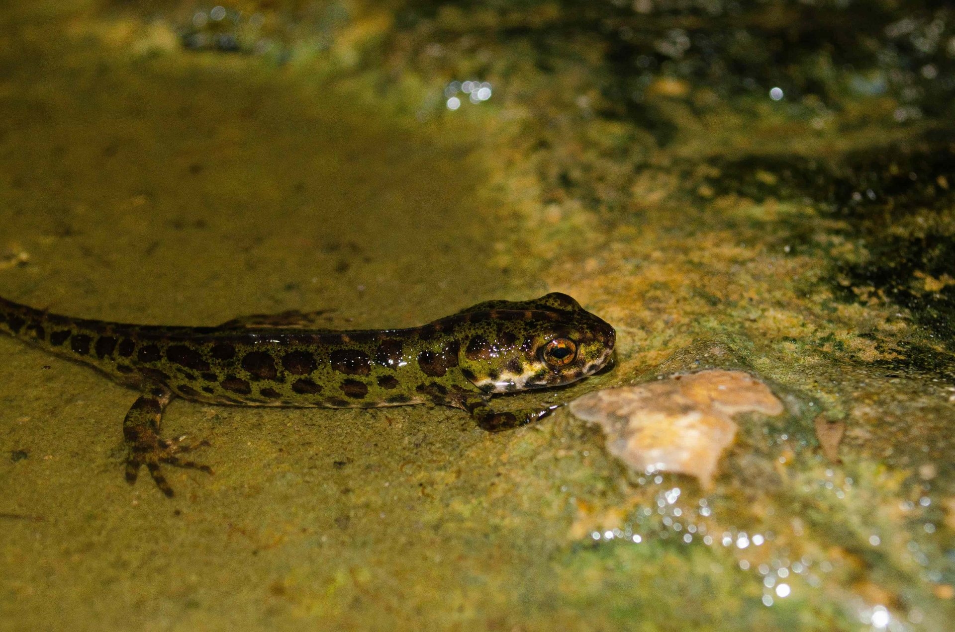 La introducción ilegal de especies protegidas puede amenazar la biodiversidad