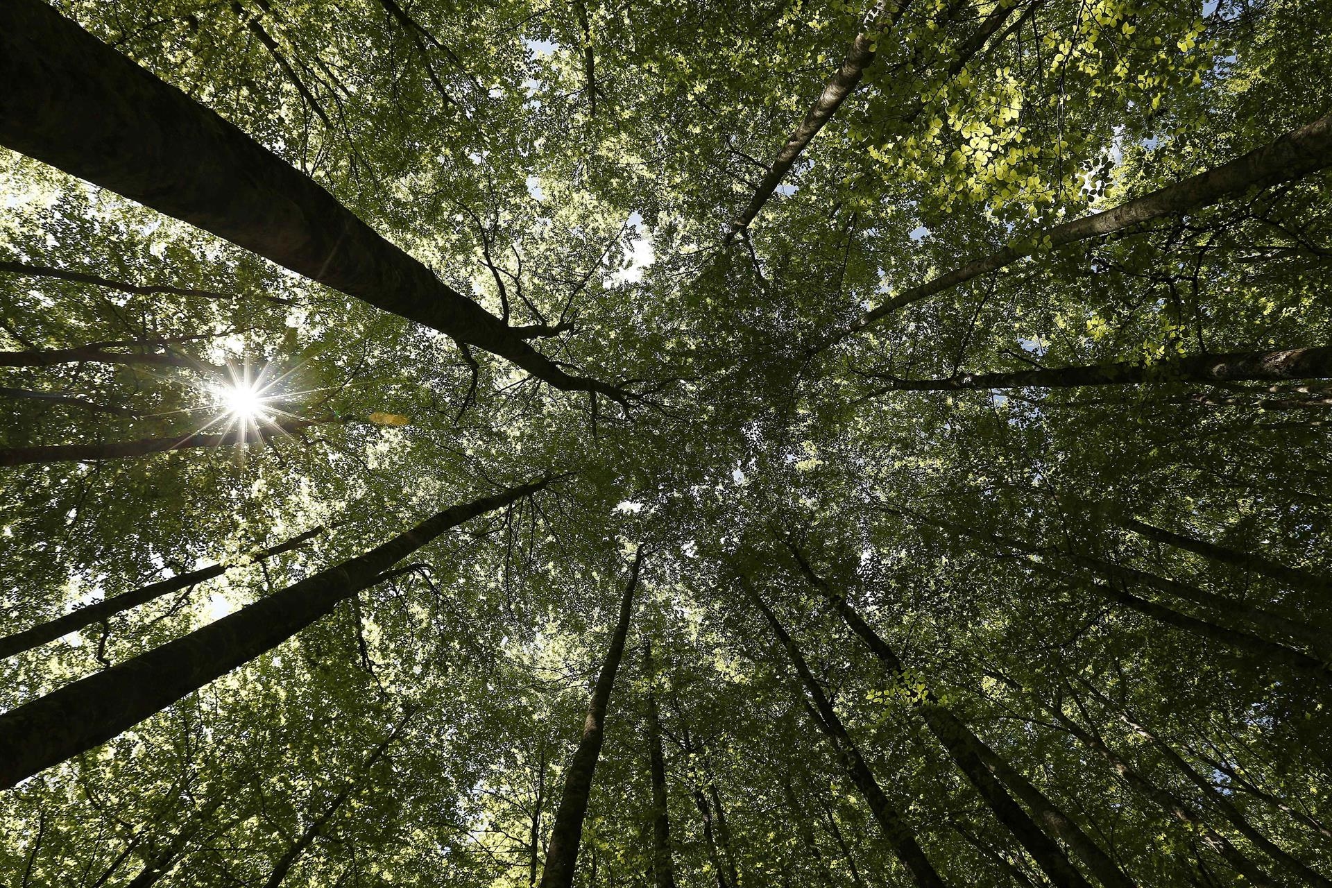 Los bosques europeos pierden un tercio de su capacidad de absorber CO₂ en sólo diez años
