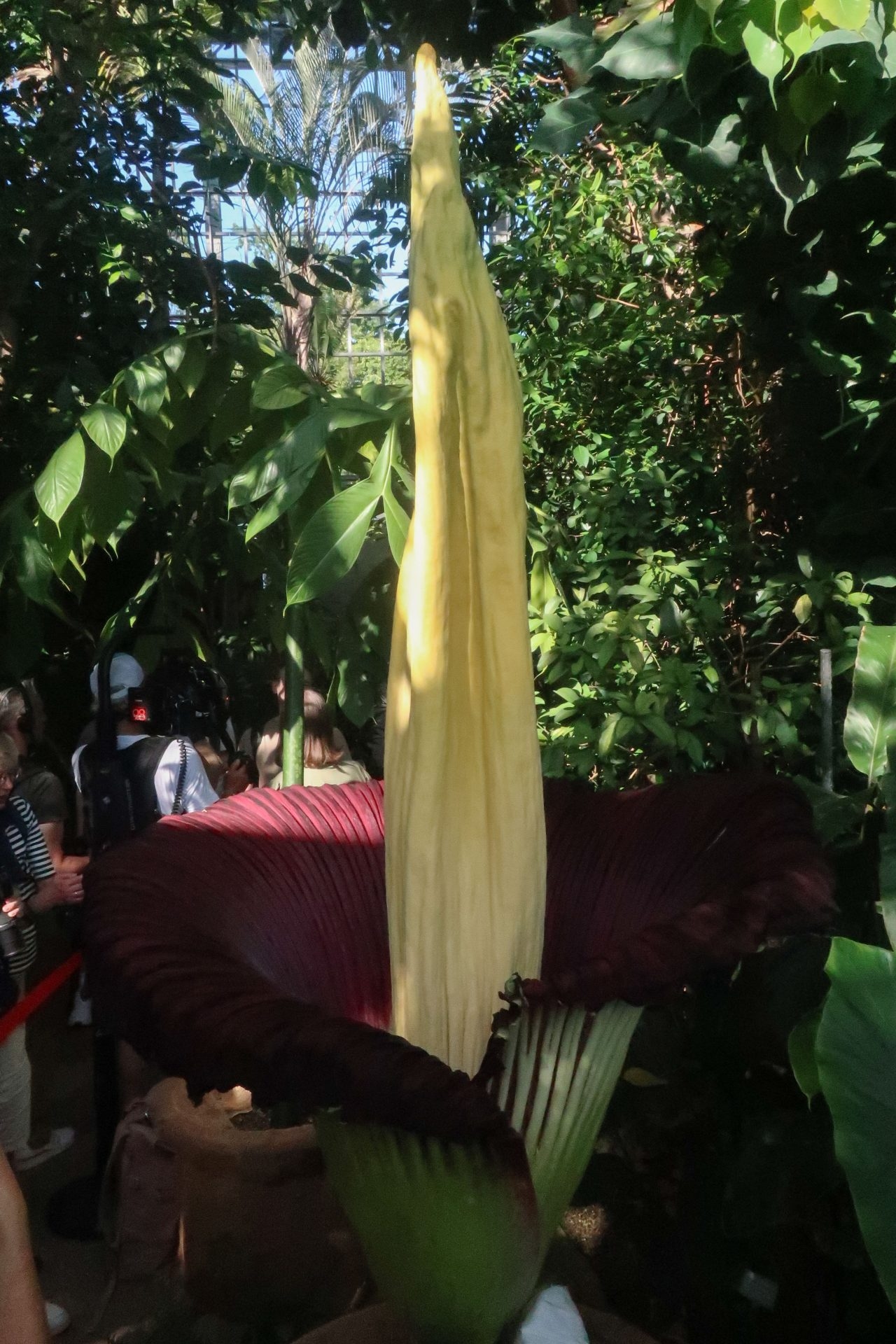 Berlino celebra la fioritura del suo arum gigante, il fiore più grande e più profumato