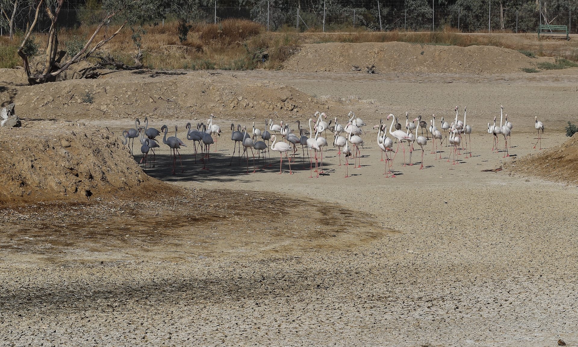 L'UNESCO sollecita interventi di miglioramento dell'acquifero di Doñana per evitare che l'elenco dei patrimoni dell'umanità sia in pericolo