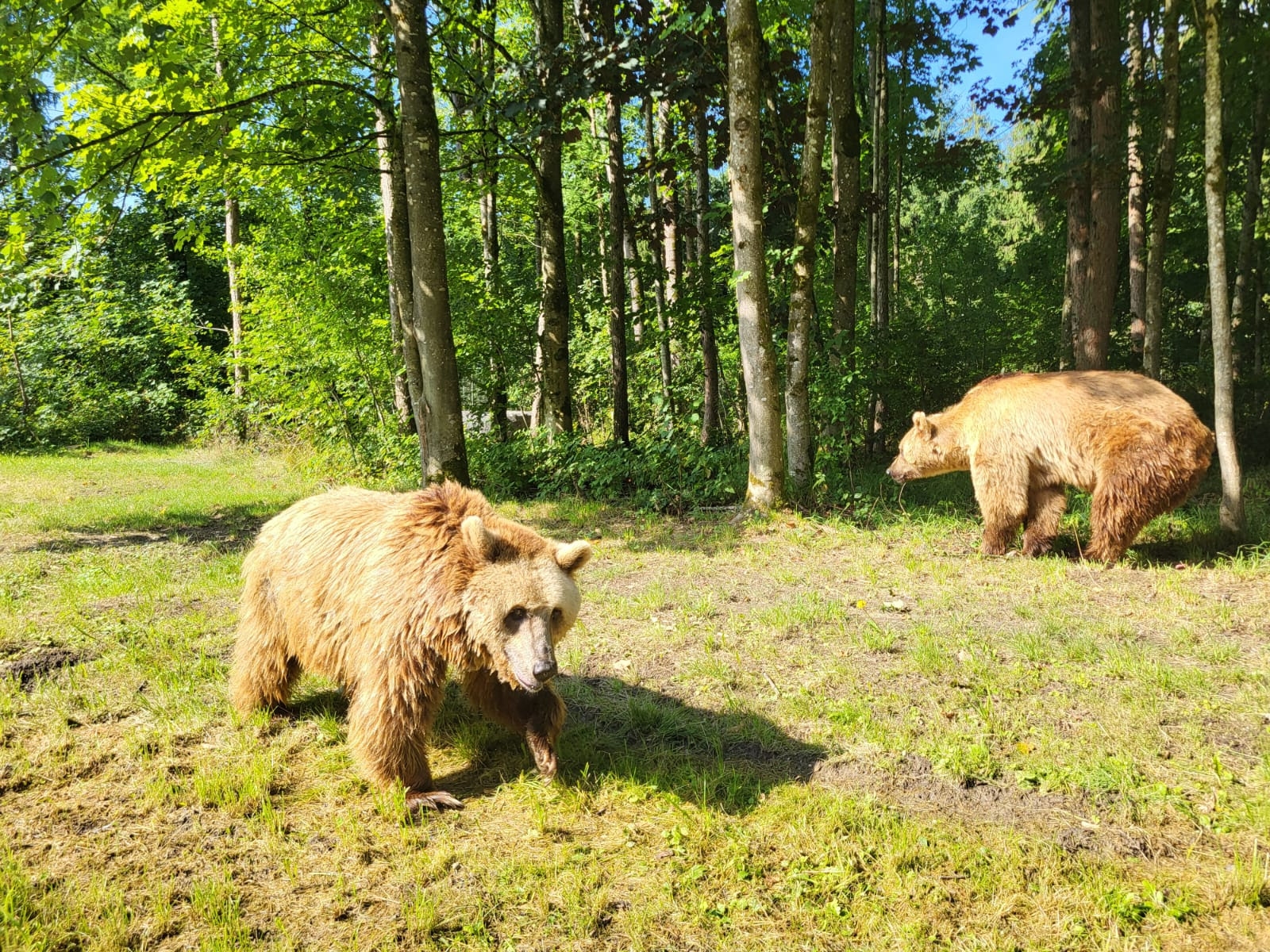 De León a un santuario en Alemania: la nueva vida de los dos osos más longevos en cautividad de España