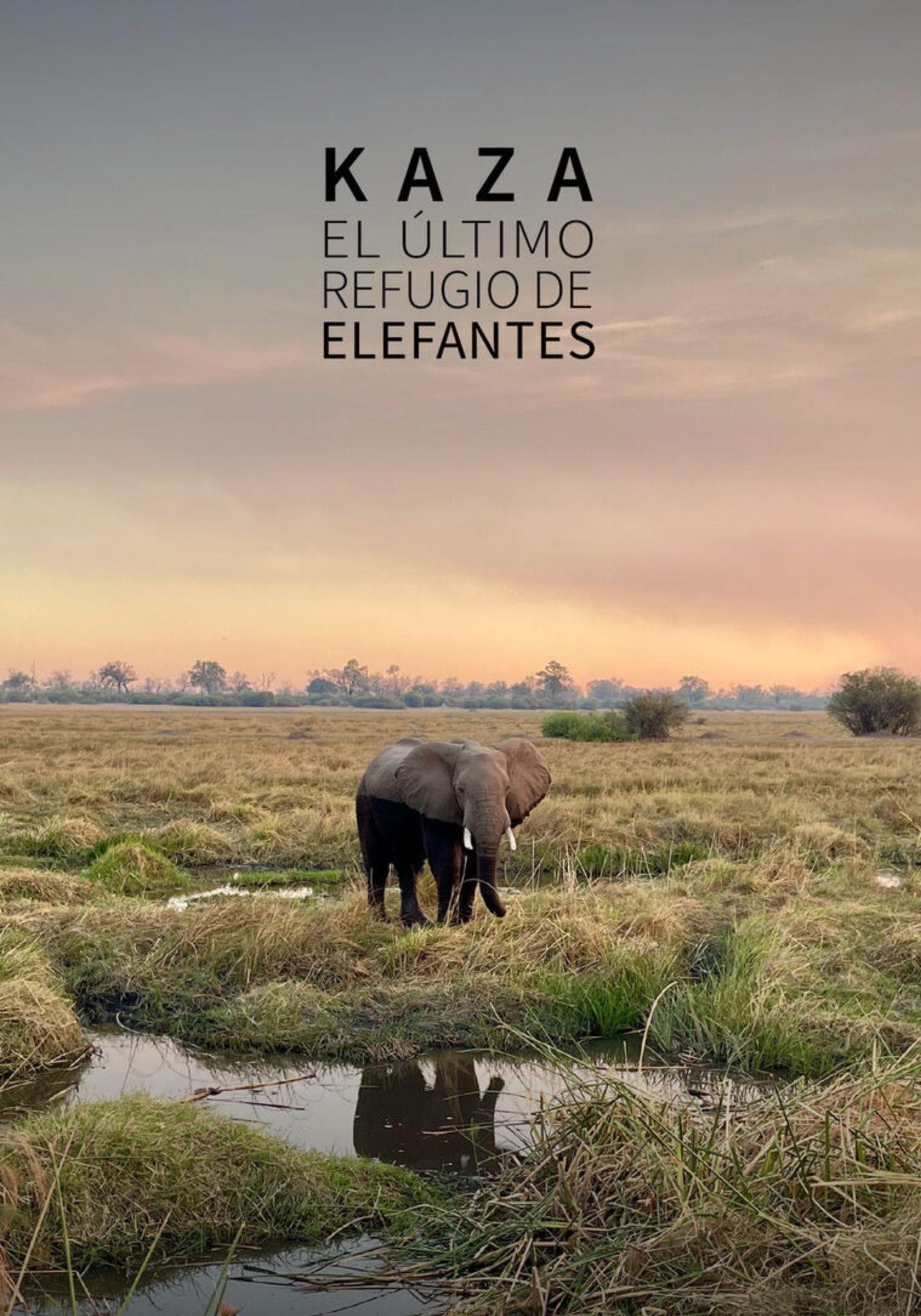 El estreno mundial de “KAZA. El último refugio de elefantes” abre SUNCINE, la gran cita del cine ambiental